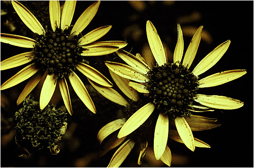 Senecio jacobea. UV light