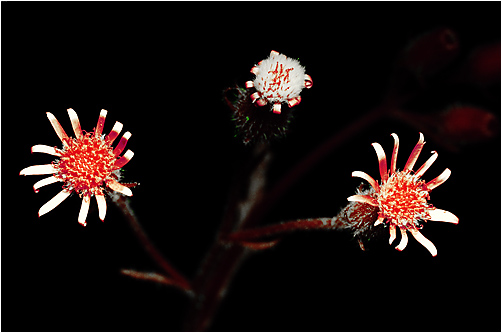 Senecio viscosus. UV light