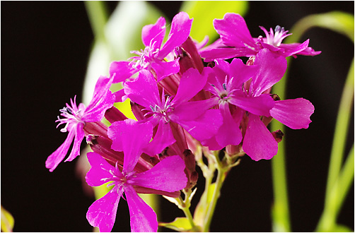 Silene armeria. Visible light