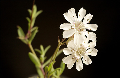 Silene uniflora. Visible light