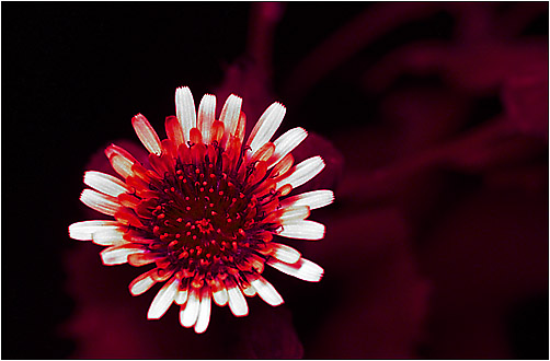 Sonchus oleraceus. UV light