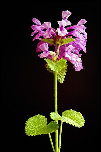 Stachys officinalis. Visible light