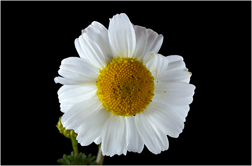 Tripleurospermum maritimum. Visible light