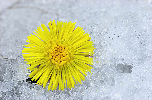 Tussilago farfara. Visible light