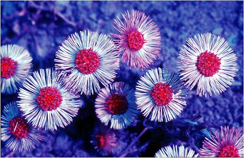 Tussilago farfara. Ultraviolet light