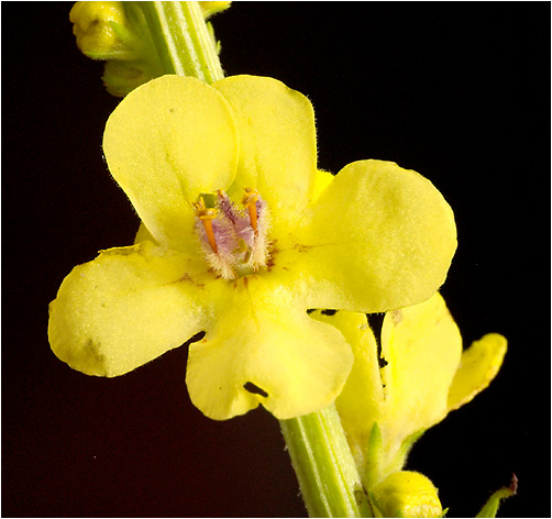 Verbascum niger. Visible light