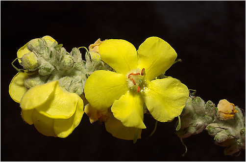 Verbascum phlomoides. Visible light