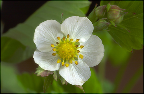 Fragaria vesca x viridis. Visible light