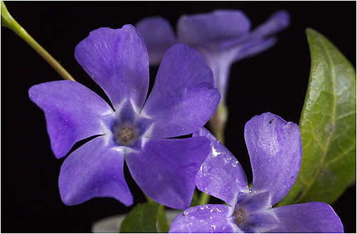 Vinca minor. Visible light