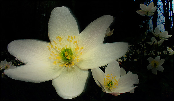 Wood Anemones