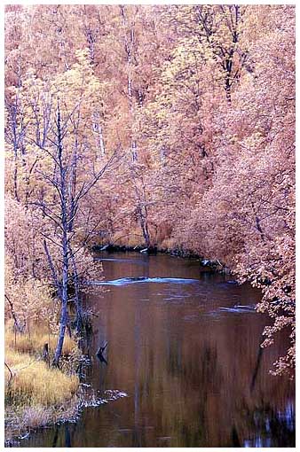 Images of Invisibility: Riperian Forest