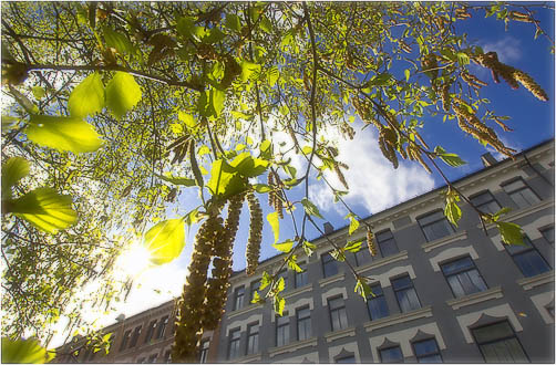 Sun and Birch Carrying Catkins