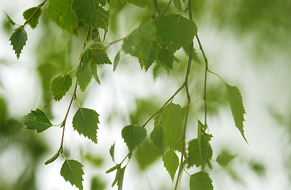 Birch Leaves