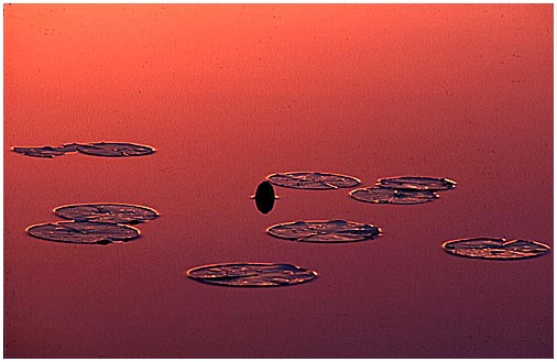 Red Sunset and Water Lilies