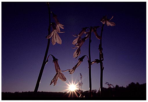 Setting Sun and Lobelias