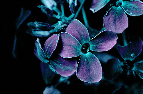 Hesperis matronalis. Visible light