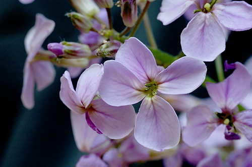 Hesperis matronalis. Visible light