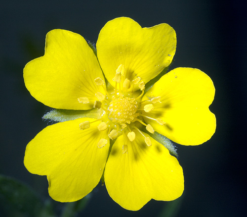 Potentilla recta. Visible light