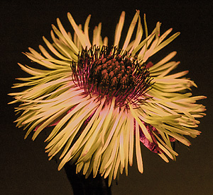 Colt's Foot Flower, in Ultra-Violet Light, by D70